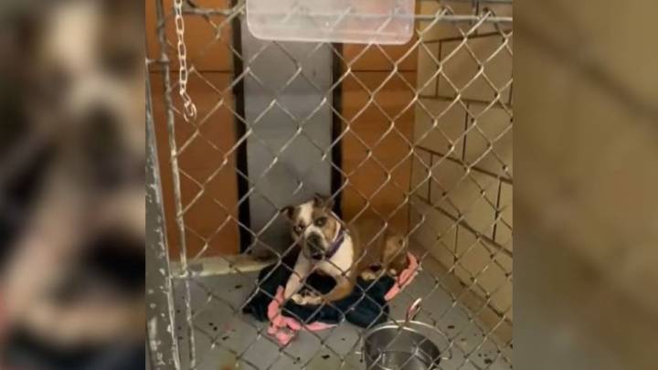 Illinois Shelter Pup Kept Waiting For A Family Who Promised To Adopt Her But They Never Showed Up