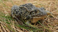 Endangered: Meet the hoppy home invaders losing ground in Indiana.
