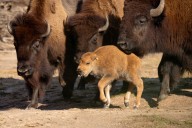 Sedgwick County Zoo welcomes another new arrival: Rubilee