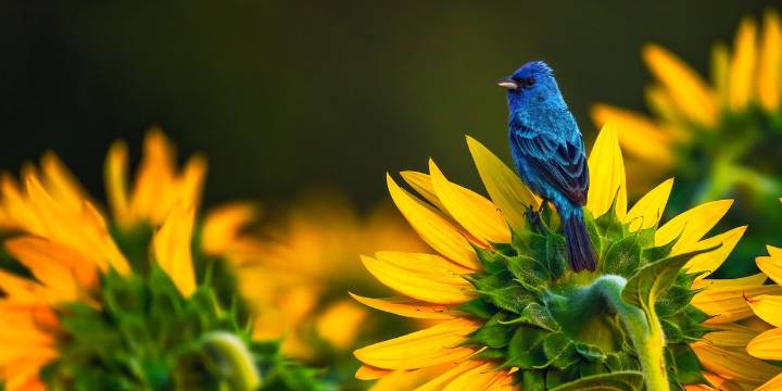 8 Showy Fall Plants That'll Bring Migrating Birds to Your Yard