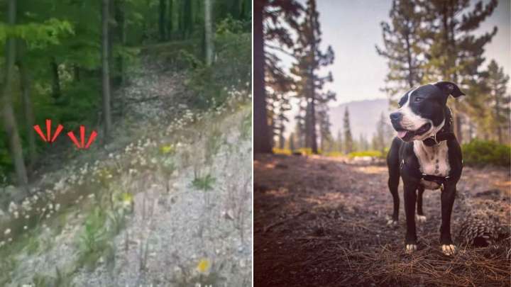 California Couple’s Hike Turns Into An Unforgettable Rescue After They Follow Mysterious Cries In The Woods