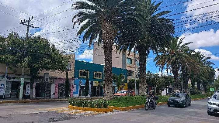 Pachuca: Deterioro en palmeras de Revolución evidencia falta de planeación ambiental, señala Sehi