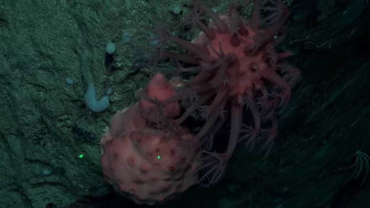 El Conicet comienza una nueva exploración: dónde será y cómo verla en vivo