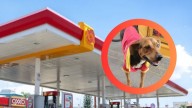 Nuevo Laredo: OxxoGas 'adopta' a Jenny, una perrita sin hogar; le dan hasta uniforme