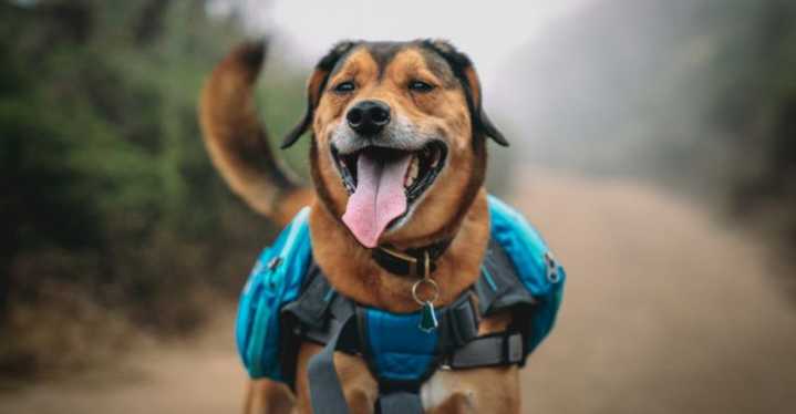 How Tennessee's Fall Foliage Season Is Perfect for Dog Adventures
