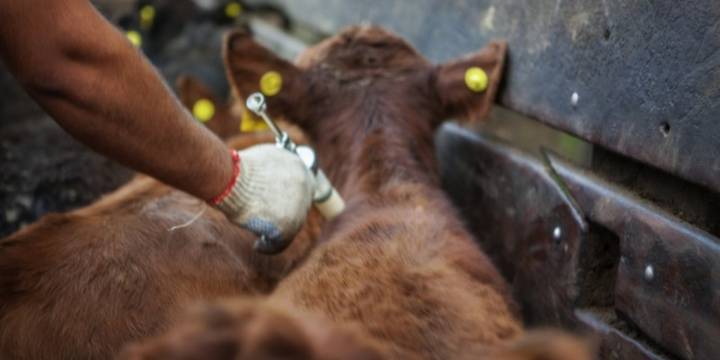 Un paso estratégico hacia un país libre de aftosa sin vacunación