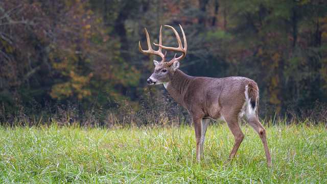 City of Pittsburgh expands Deer Management Program for 2025