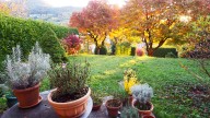 The Fast-Growing Vine That Will Add Beautiful Fall Foliage To Your Yard