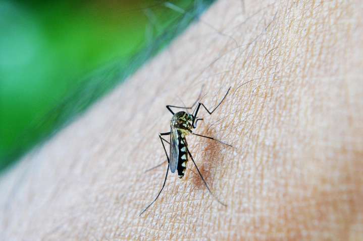 Colombia alcanzó los 100.000 casos de dengue en agosto de 2025