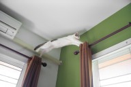 Owner Checks Pet Cam at 3AM—What Her Cat's Doing Leaves Her Speechless