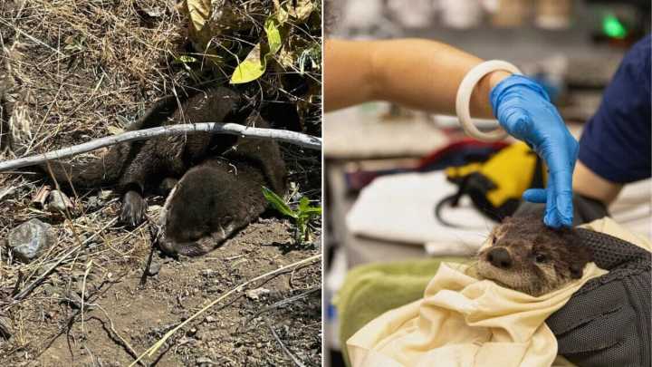 Oregon Ranger Encounters Mysterious Brown Shape In Ditch, Then Makes Astonishing Discovery