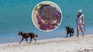 Dog owners warned about deadly sea creatures washing up on Perth beaches after death of two dogs