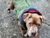 Vet convicted of theft for refusing to return dog to homeless man