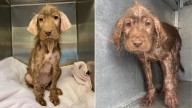 Texas Hairless Stray Dog's Stunning Coat Makeover Leaves Everyone In Awe