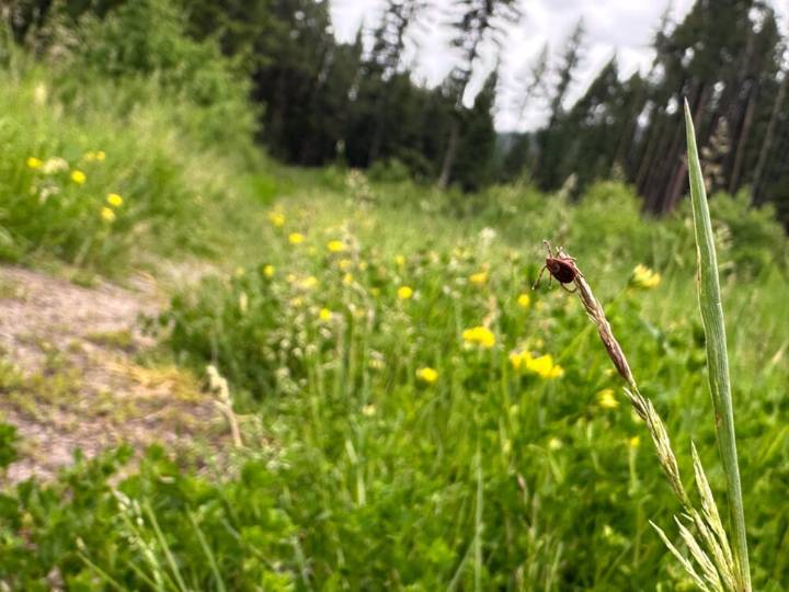 Cuidado con las garrapatas, están migrando a nuevas áreas