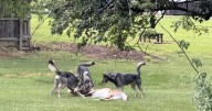 CASEY: Judge dismisses all charges in Deyerle wolf-dogs running at large case