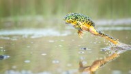 The Pacman Frog Does Not Say 'Wakka Wakka'