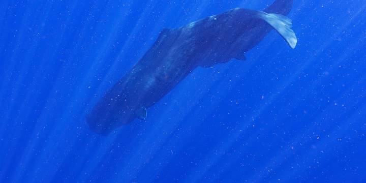 Beaufort County man sentenced, must pay fine in whale part trafficking case