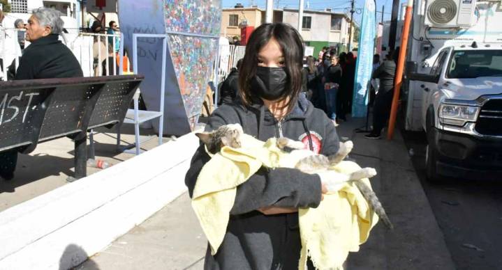 Realizarán esterilizaciones gratuitas a perros y gatos en Hermosillo; te decimos cuándo y dónde