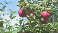 How dry weather could impact apples during peak picking season