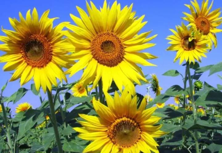 Esto significa que te regalen flores amarillas