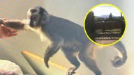 Agreden a equipo de Meganoticias en parcela allanada donde fue capturado mono: Intensifican búsqueda del primate