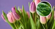 ¿Las plantas tienen sensibilidad? Descubre lo que dice la ciencia