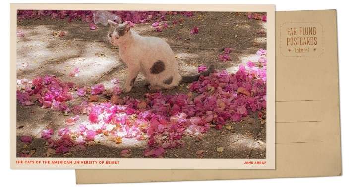 Greetings from American University of Beirut, where more than 1,000 cats roam