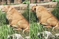 Shocking footage shows overweight lion with huge gut at Chinese zoo…but keepers insist beast just has ‘middle age belly’
