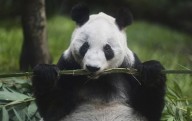 La panda gigante Xin Xin es la última de su especie en América Latina