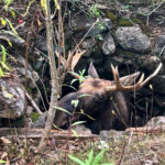 Maine wardens rescue moose trapped for hours in abandoned well