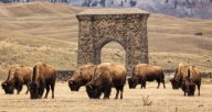Bison In Yellowstone Have Reawakened The Park's Ecosystem
