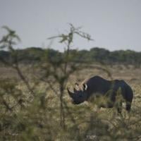 Namibia deploys 500 soldiers to fight Etosha fire