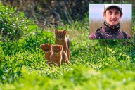 Fotógrafo contó que se emocionó al retratar a un yaguarundí con crías en Paraná y mostró un video