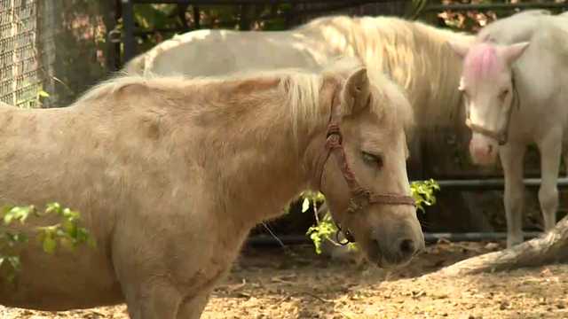 VIDEO: Community helps woman track down stolen therapy pony