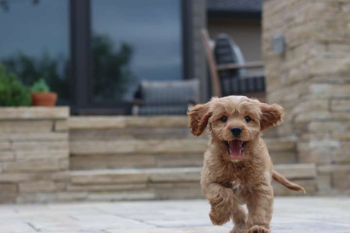 7 Best Flea and Tick Shampoos for Dogs