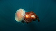 The Lion’s Mane Is The World’s Heaviest Jellyfish, And It Weighs A Whopping 1,000 Kilograms
