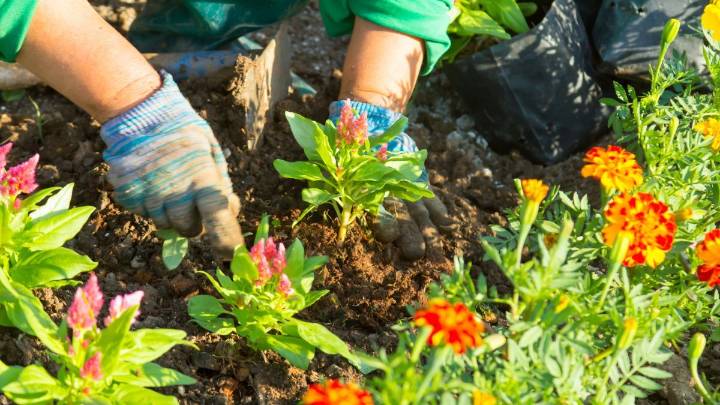 La planta resistente que crece rápido y da flores todo el año