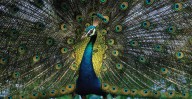 Florida Man Allegedly Killed, Cooked, And Ate Pet Peacocks After Neighbor Fed Them