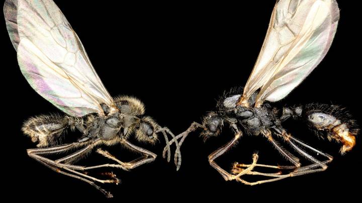 ‘Sexual Parasite’ Ant Queens Enslave Other Species to Create Cloned Hybrid Workers