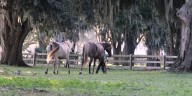 Horse Capital TV highlights Rocky Mountain Horse breed