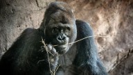 Oldest gorilla at Disney's Animal Kingdom dies