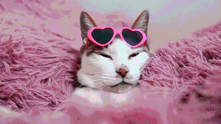 Cat Owners Are Getting High on Love Hormones