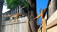 New York Dog Once Scheduled To Be Euthanized Now Wows Everyone With Her Climbing Adventures