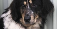 Big dogs being put down as owners abandon them over soaring food and vet bills