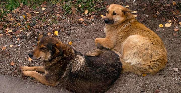 Reportan envenenamiento de 20 perros y gatos en Guanajuato; Fiscalía investiga