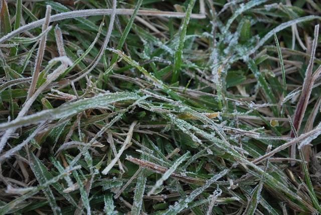 Frost advisory issued for parts of Central Alberta