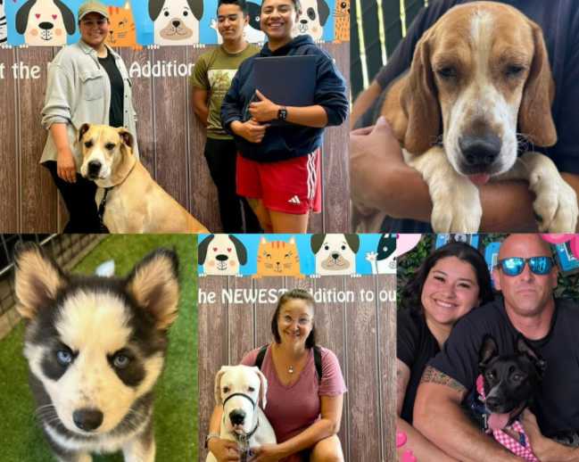 Alta demanda de adopciones