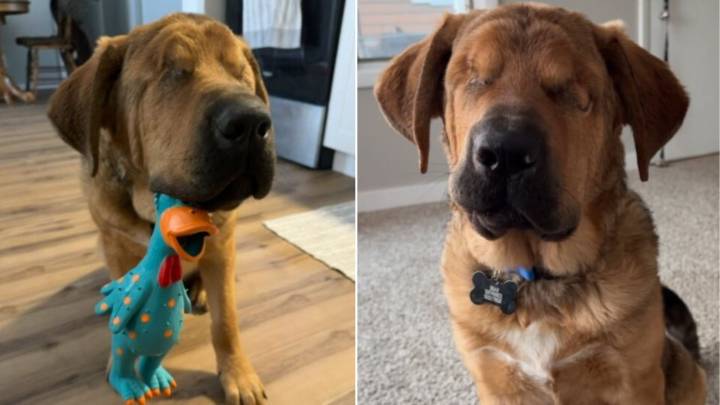 Wisconsin Man Who Resisted Blind Dog Adoption Now Never Lets Him Go