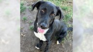 Lab mix Jinn is a true gem, just waiting for her family